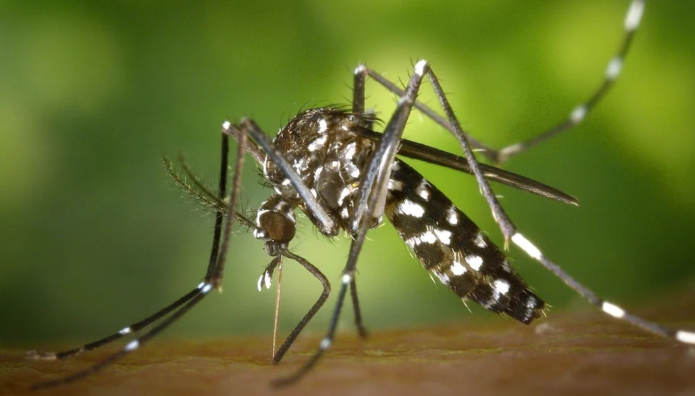 Virus del Nilo en Andalucía con doce municipios en alerta sanitaria