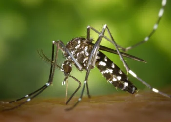 Virus del Nilo en Andalucía con doce municipios en alerta sanitaria