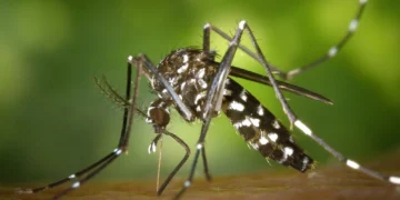 Virus del Nilo en Andalucía con doce municipios en alerta sanitaria