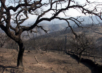 Greenpeace. Prevención de incendios forestales en zonas de interfaz urbano-forestal