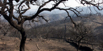 Greenpeace. Prevención de incendios forestales en zonas de interfaz urbano-forestal