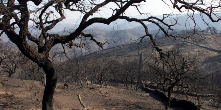 Greenpeace. Prevención de incendios forestales en zonas de interfaz urbano-forestal