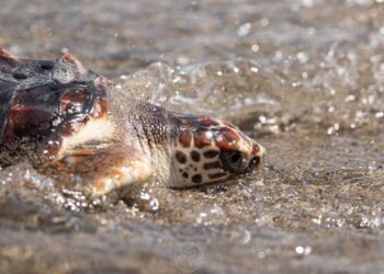 Tortugas bobas en Andalucía liberadas tras su recuperación y crianza controlada
