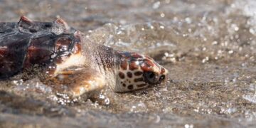 Tortugas bobas en Andalucía liberadas tras su recuperación y crianza controlada