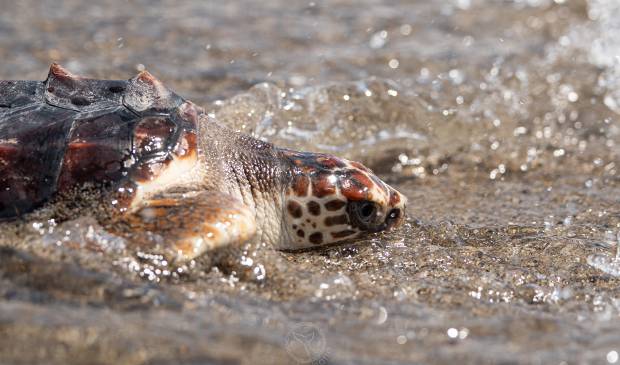 Tortugas bobas en Andalucía liberadas tras su recuperación y crianza controlada