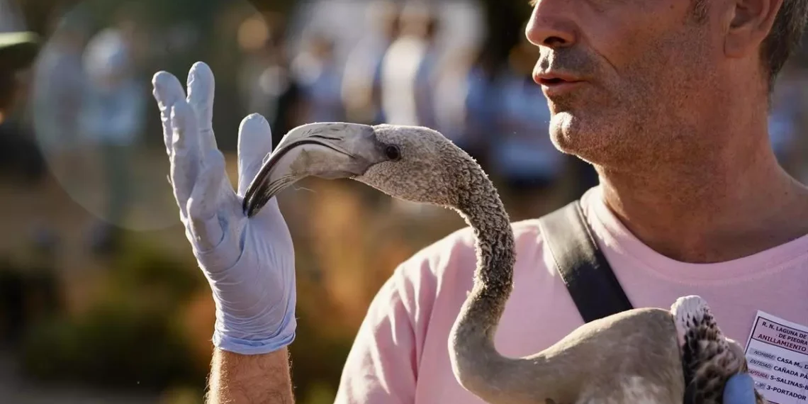 La Laguna de Fuente de Piedra marca 600 crías de flamenco en una campaña histórica para la conservación de la especie