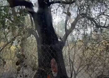 Un incendio en el Valle de Lecrín obliga a activar el nivel 1 de emergencia y provoca restricciones en la A-44