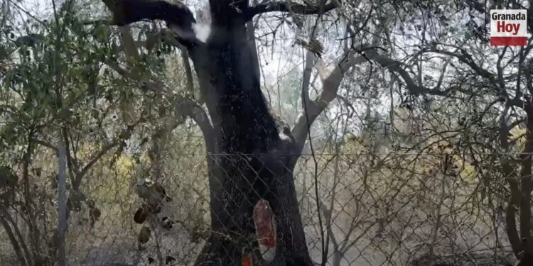 Un incendio en el Valle de Lecrín obliga a activar el nivel 1 de emergencia y provoca restricciones en la A-44