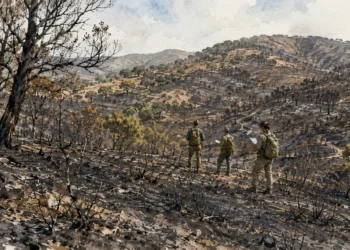 Terreno quemado tras el fuego forestal de Niebla en Huelva