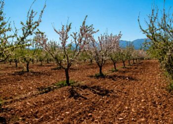 Andalucía activa ayudas para compensar los daños por heladas en las explotaciones de almendro