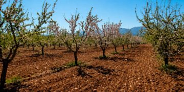 Andalucía activa ayudas para compensar los daños por heladas en las explotaciones de almendro