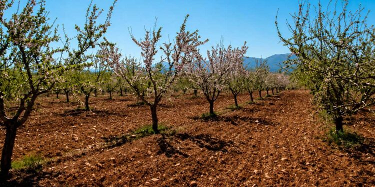 Andalucía activa ayudas para compensar los daños por heladas en las explotaciones de almendro