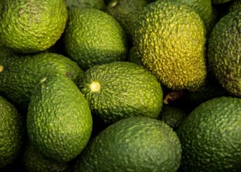 Andalucía dispara un 45% la producción de aguacate y supera los 202 millones de euros en una campaña récord