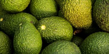 Andalucía dispara un 45% la producción de aguacate y supera los 202 millones de euros en una campaña récord
